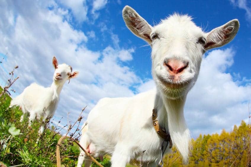 Don't Be the Goat That Drama Seekers Are Looking to Ride.